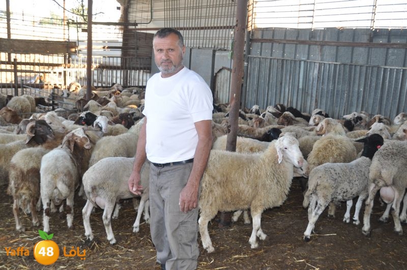 mal7ama lud 929 (1).JPG